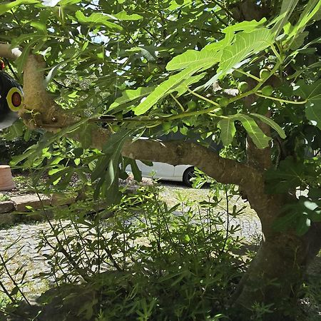 Chambre Privative Au Rez De Jardin Dans Villa La Wantzenau Esterno foto